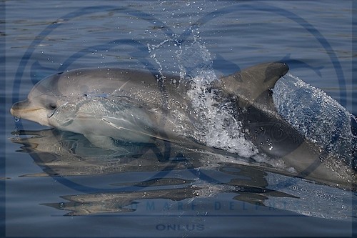 Conoscenza e Conservazione della fauna marina Image