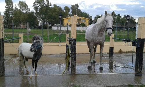 NOI, I CAVALLI E LA NATURA Image