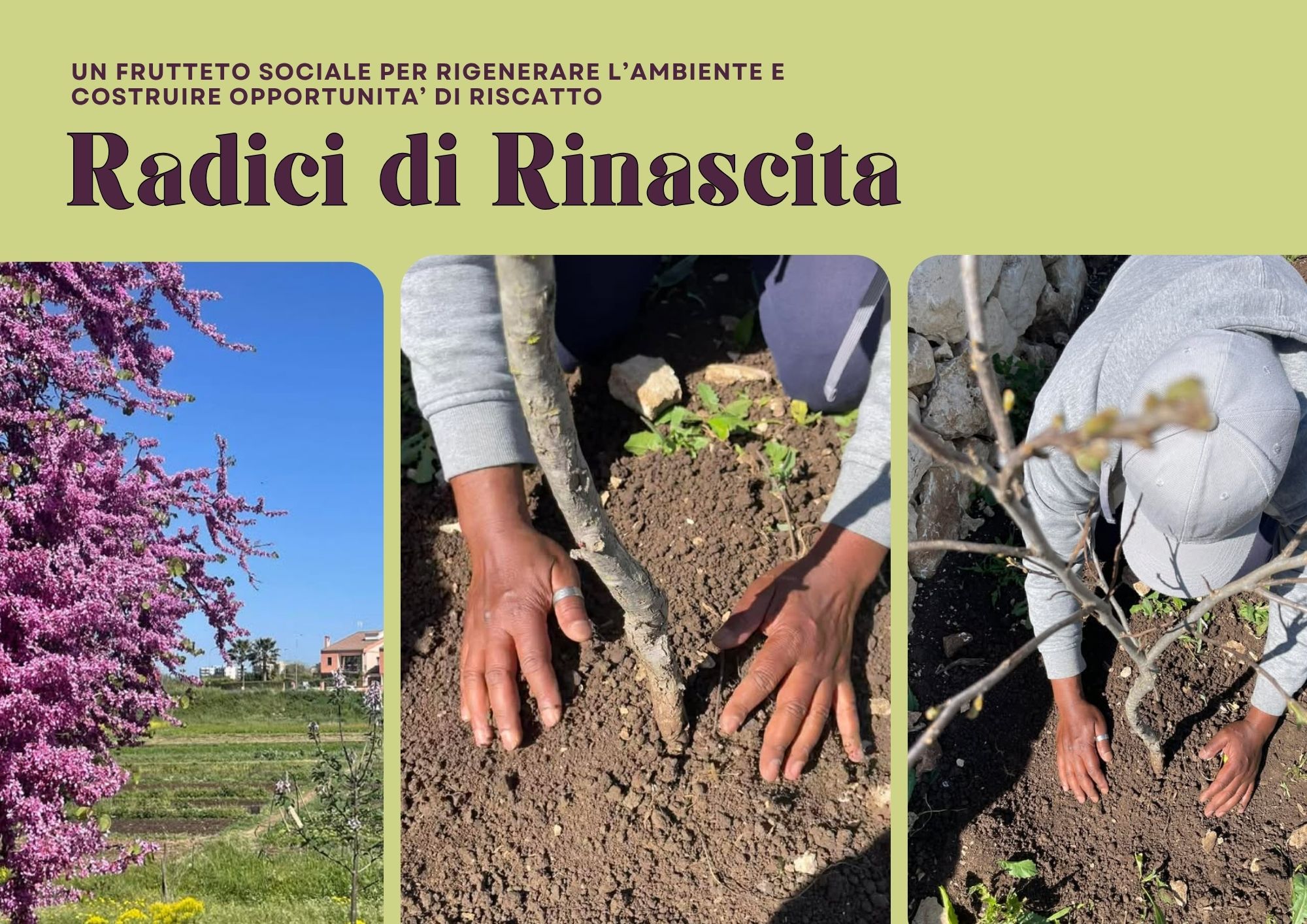 Radici di Rinascita