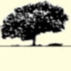 Associazione Jacaranda Logo