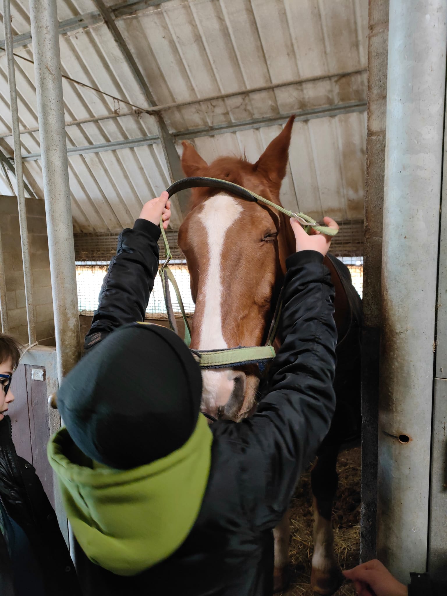 Prendersi cura per curarsi: l’alleanza con gli animali nella disabilità